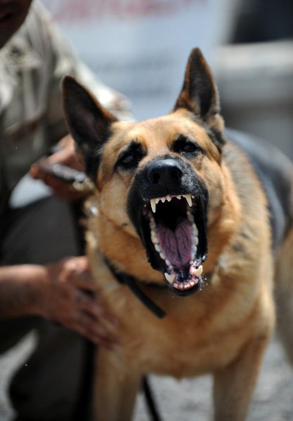 Timmy, a U.S. military working dog , protects his handler, U.S. Navy Petty Officer 2nd Class Victor A. Longoria, after the pair successfully completed explosive detection certification training at Camp Lemonier, Djibouti, April 14, 2009. The pair are one of several MWD teams assigned to the camp. The teams are used to detect explosives and narcotics and also conduct security patrols.